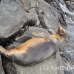 lion_sea_galapagos_spz_h_0059_ecu1756.jpg